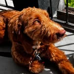Ginger Wood - @myirishdoodle - Instagram