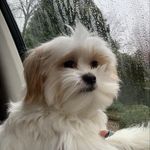 Ginger Ziegler - @gigi_the_malshi_ - Instagram