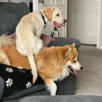 Ginny & Bailey 🐶 - @ginny_pomsky_bailey_lab - Instagram