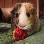 Ginny, Pia, and Bailey - @threebadpigs - Instagram