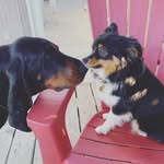Ginny/Bailey/Lizzie - @our_sandiego_pack - Instagram