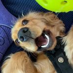 Ginny Bean - @adventuresofginnybean - Instagram
