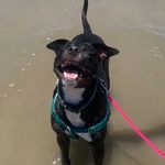 Ginny Bean - @ginny_the_pitty - Instagram