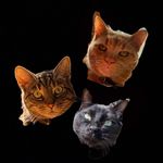 Ginny😽, Bean😸 and Loki😼 - @3confusedcats - Instagram