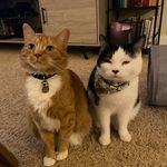 Ginny Bean and Olive - @ginnybean.and.olive - Instagram