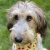 Ginny Bean the Coodoodle - @ginnybeanthecoodoodle - TikTok