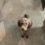 Ginny🐶 - @ginnybean2022 - Instagram