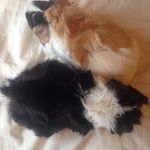 Ginny Pig And Lima Bean - @ginnyandbean - Instagram
