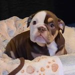 GinnyBean - @ginnybeanthebully - Instagram