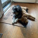 Tito Burrito and Ginny Bean - @tito.and.ginny - Instagram