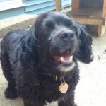 Ginny Amber Casey - @ginnythadog - Instagram