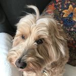 Ginny Casey - @ginny_dog1 - Instagram