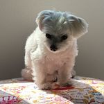 Ginny Erceg Farris - @gaf325 - Instagram