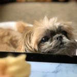 Ginger Bella Ferguson - @ginnyfromthablockk - Instagram