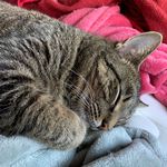 Ginny Garner - @thepeasantscottage - Instagram