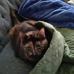 Ginny Cecchetti Grant - @ginnyscats - Instagram