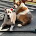 Ginny Howell - Facebook