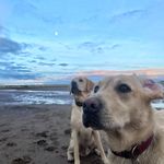G I N N Y & M A J O R - @adventureswithginnynmajor - Instagram