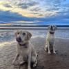 Ginny&Major 🐾 - @adventurewithginnynmajor - TikTok