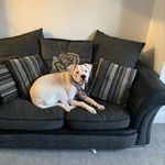 Ginny moon - @ginny_moon_americanbulldog - Instagram