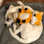 Ginny Moore - @ginnymoorenz - Instagram