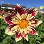 Ginny Moore - @ti_cara_flowers - Instagram