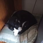 Ginny Morse - @ginnymorse66 - Instagram