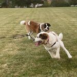 Ginny Morse - @irishgin13 - Instagram
