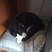 Ginny Morse - Facebook