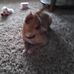 Connie Mullendore - Facebook