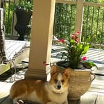 Ginny Palmer - @ginny_the_corgi_amazing_ - Instagram