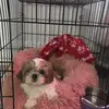 Ginny-Rose 🧡🐶🤍 - @xx.ginny_rose.xx - TikTok