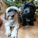 Ginny & Sully - @ginny_sullivan_cockapoos - Instagram
