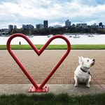 Ginny ⚡️ The Westie - @ginnythewestie - Instagram