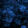 ginny west - @usere29qt12kzf - TikTok