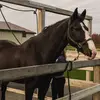 Lauriegosselin - @ginogosselin28 - TikTok