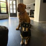 Gino Greco - @lennox_louis_dogsworld - Instagram