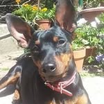 Gino Rossetti - @gino.rossetti - Instagram
