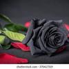 giocondajimenez73 - @giocondajimenez73 - TikTok