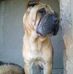 Giorgio Attardo - Facebook