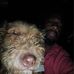 Giorgio Brown - Facebook