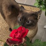 Giorgio Tomasini - @giorgiotomasini - Instagram