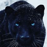 Giorgio Restuccia - @giorgio_restuccia - Instagram