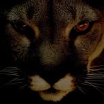 Giorgio Tozzi - @giorgio.tozzi.501 - Instagram