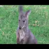 geovanimalcolm - @geovanimalcolm - TikTok