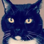 Giovanni Vincent Brooks 😸 - @giothetuxcat - Instagram