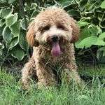 Giovanni “GG” Gray - @giovanni_thepup - Instagram