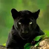 Giovanni Guzman - @guzman2giovanni - TikTok