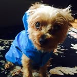 Giovanni Versace Wallace - @lifeof_giovanni_versace - Instagram