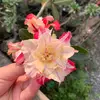 giulia_florescba - @giuliaflores79 - TikTok